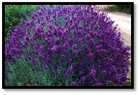 Lavandula Angustifolia Hidcote Lavender Geneva Garden Club
